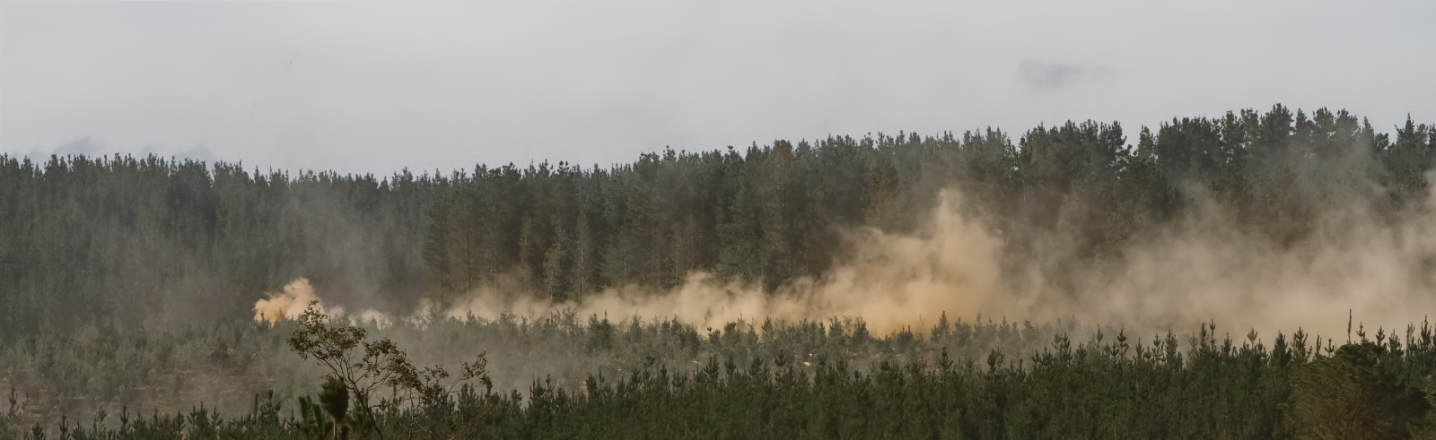 trail of dust clouds showing the rally car's progress in the distant forest