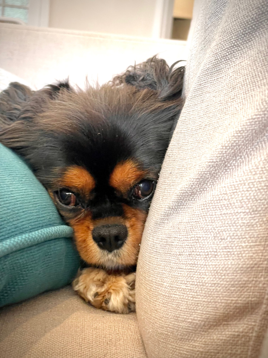 Puppy hiding in the pillows of the couch