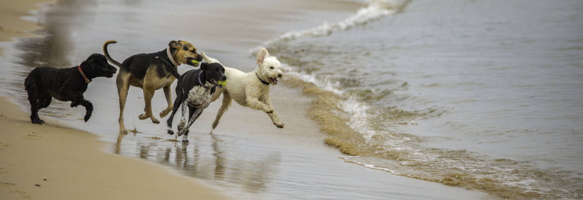 Dogs playing with a ball on the beach