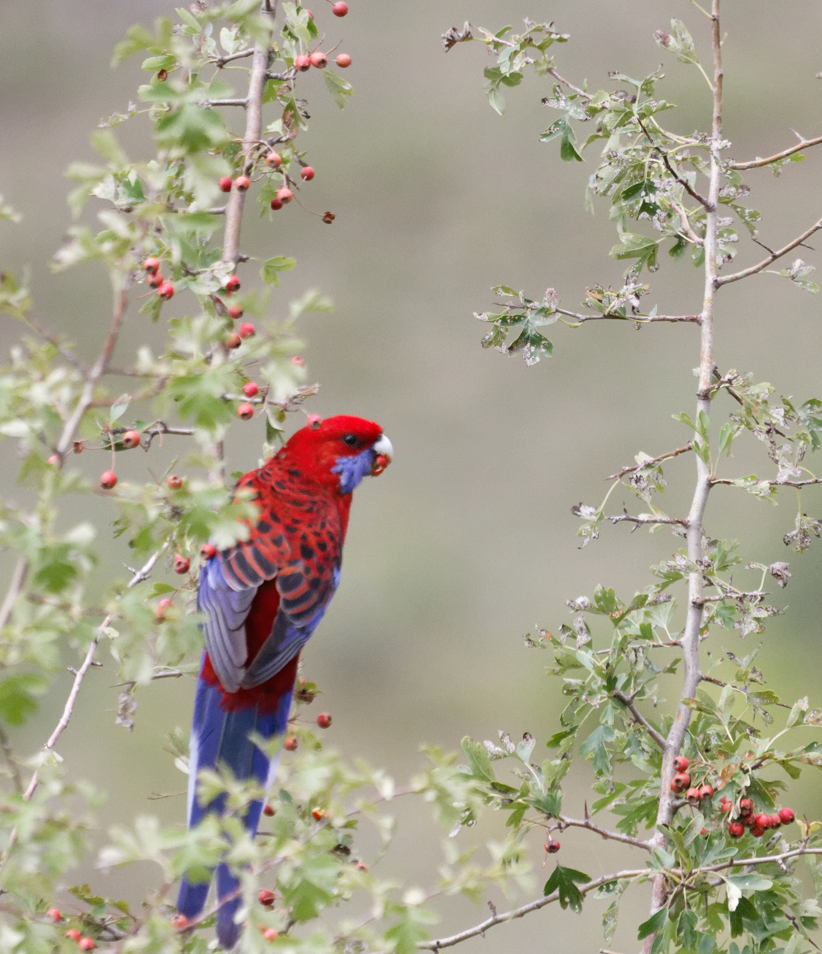 Rosella eating berries