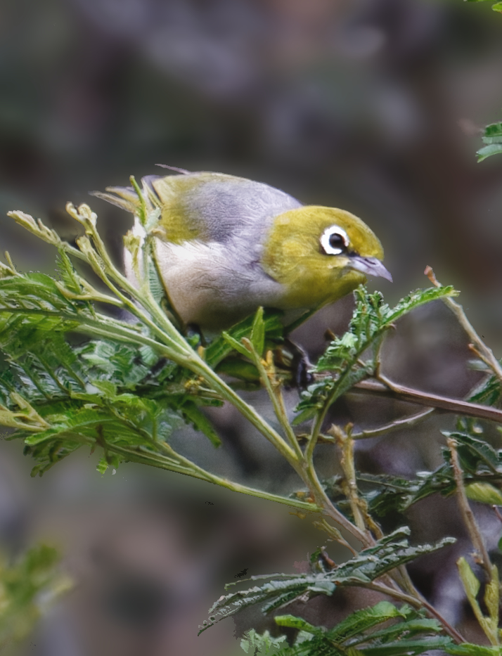 Silvereye, a small native bird